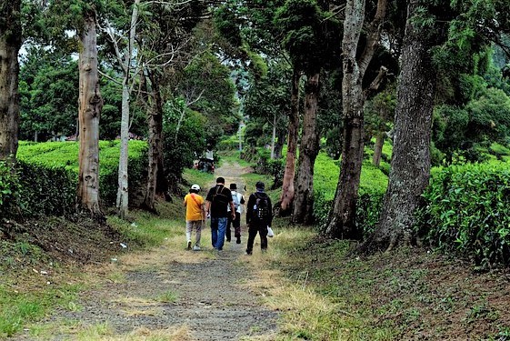 Walking Club